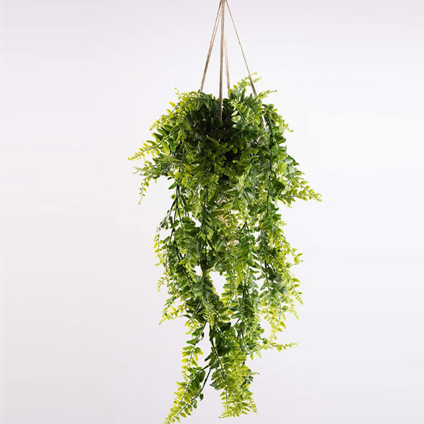 Hanging Fern Basket & Rope - Easy Ivy