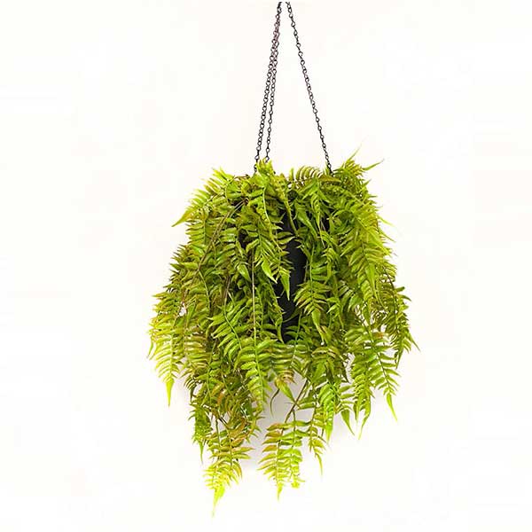 Autumn Fern Hanging Cylinder Large R2800 - EasyIvy Foliage