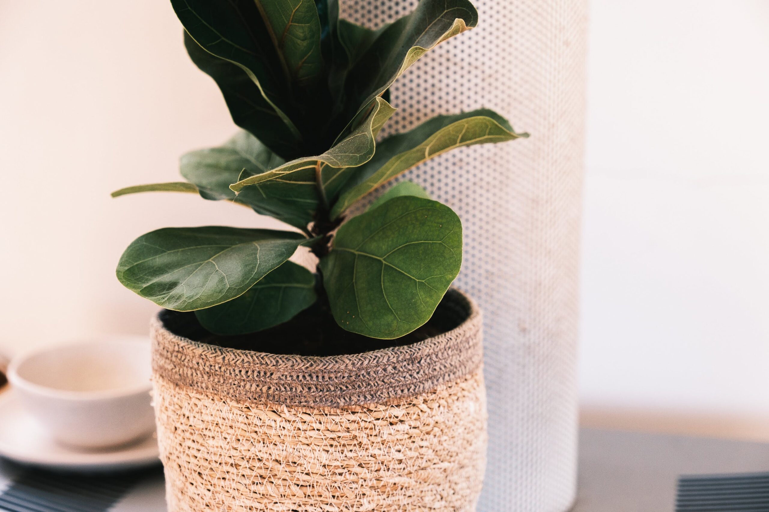 Close-up view of a healthy fiddle leaf fig plant growing in a pot, showcasing its vibrant leaves.