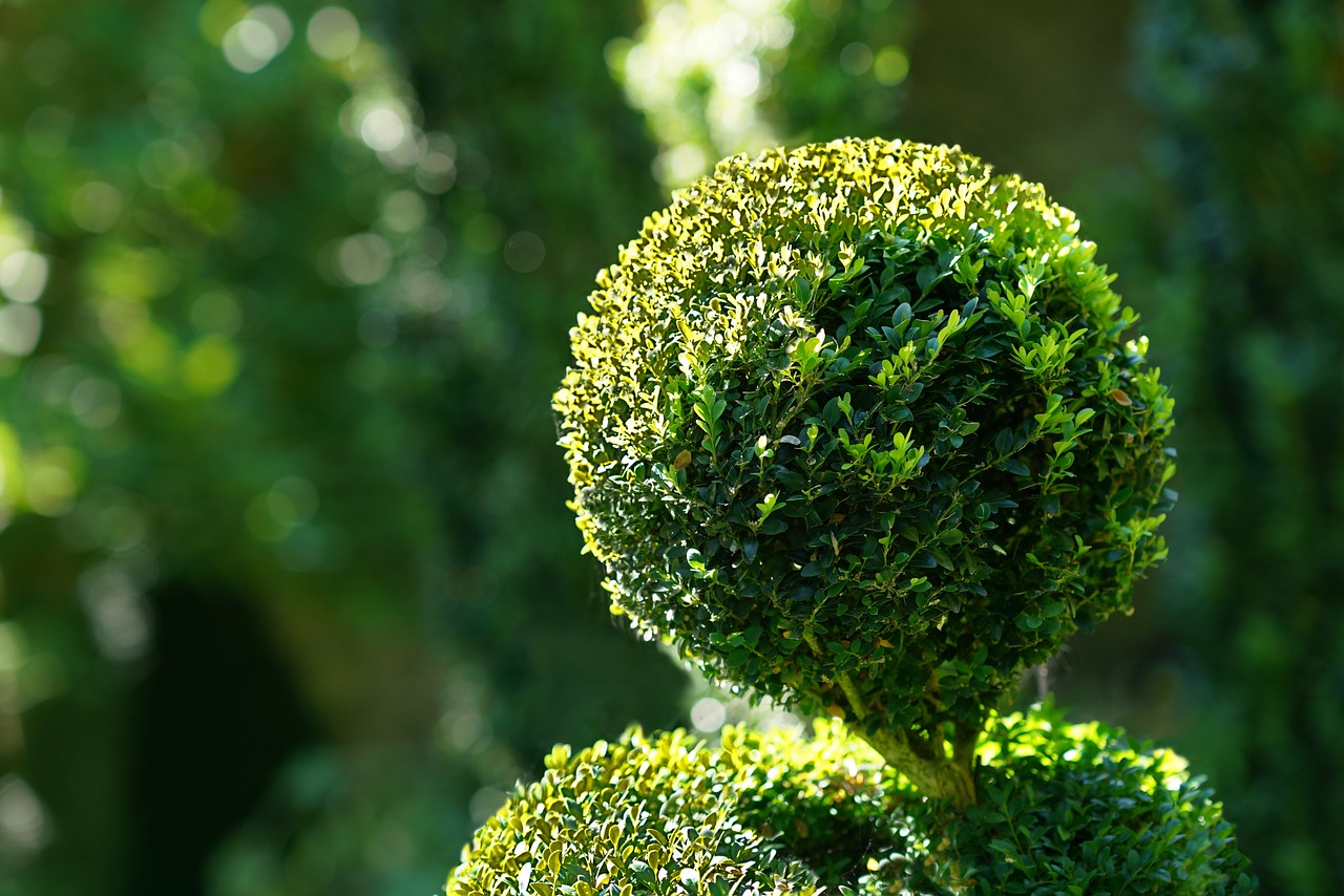 Close up of a well trimmed topiary tree