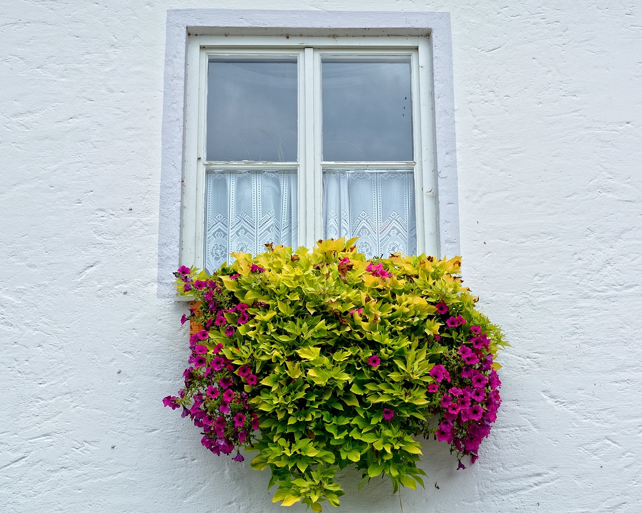 Hung green and purple flowers on a window