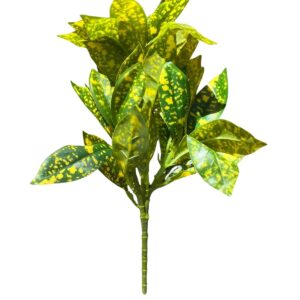 Spotted Leaf