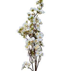 Cherry Blossom Branch