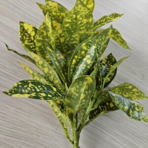 Spotted Leaf
